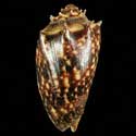 To Conchology (Cymbiola cymbiola DARK FORM)