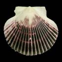 To Conchology (Argopecten purpuratus)