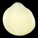 To Conchology (Fulvia tenuicostata)