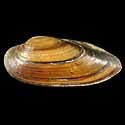 To Conchology (Unio tumidus)