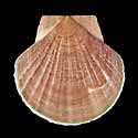 To Conchology (Mizuhopecten yessoensis)