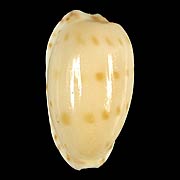 To Conchology (Notocypraea pulicaria)