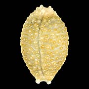 To Conchology (Nucleolaria nucleus f. gemmosa)