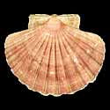 To Conchology (Pecten maximus)