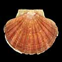 To Conchology (Pecten maximus LARGE)
