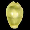 To Conchology (Monetaria moneta f. icterina)