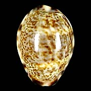 To Conchology (Melicerona felina fabula)
