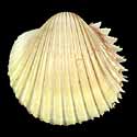 To Conchology (Bucardium ringens YELLOW)