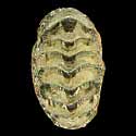 To Conchology (Sypharochiton pelliserpentis)