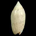 To Conchology (Oliva nitidula)