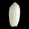 To Conchology (Oliva lepida cf.)