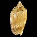 To Conchology (Cymbiola vespertilio NEGROS)