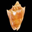 To Conchology (Cymbiola vespertilio TAWI TAWI)