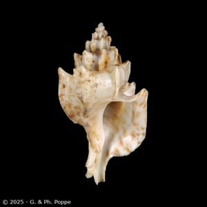Shell Encyclopedia - Conchological MegaDatabase Iconographic Overview ...