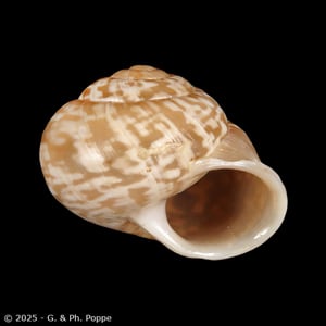 Shell Encyclopedia - Conchological MegaDatabase Iconographic