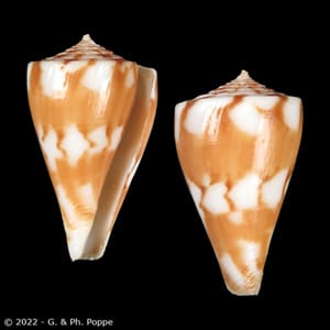 Shells For Sale | The Largest Official Seashells Website | Conchology