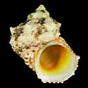 To Conchology (Turbo chrysostomus)