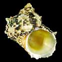 To Conchology (Turbo chrysostomus)