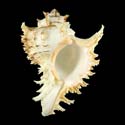 To Conchology (Chicoreus ramosus LIGHT BROWN)