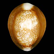 To Conchology (Monetaria caputserpentis f. argentata)