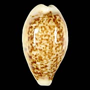 To Conchology (Eclogavena coxeni)