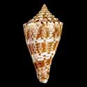 To Conchology (Conasprella memiae SPECIAL COLOR)