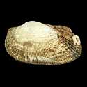 To Conchology (Barbatia trapezina)