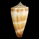 To Conchology (Calibanus furvus SPECIAL COLOR)