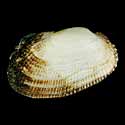 To Conchology (Barbatia foliata)
