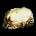 To Conchology (Barbatia foliata)