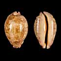 To Conchology (Leporicypraea geographica geographica)