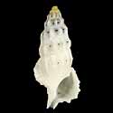To Conchology (Cerithium columna)
