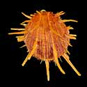 To Conchology (Spondylus regius ORANGE)
