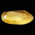 To Conchology (Pilsbryoconcha exilis)