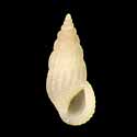 To Conchology (Rissoina bruguieri)