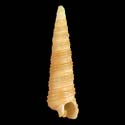 To Conchology (Seila alfredensis)
