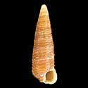 To Conchology (Seila lirata)