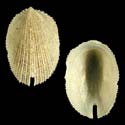 To Conchology (Emarginula koon)