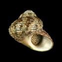 To Conchology (Turbo cidaris natalensis)