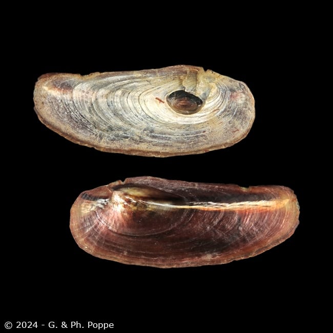Shells For Sale Shown by Species: ANOMIIDAE, Enigmonia aenigmatica ...