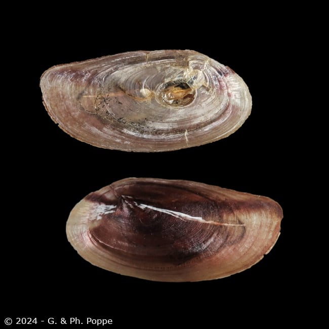 Shells For Sale Shown by Species: ANOMIIDAE, Enigmonia aenigmatica ...