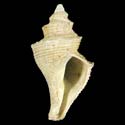 To Conchology (Mipus tortuosus)