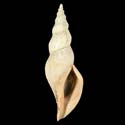 To Conchology (Fusivoluta clarkei)
