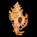 To Conchology (Chicoreus nobilis YELLOW)