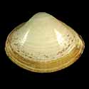 To Conchology (Mactra lilacea)