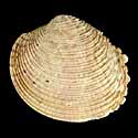 To Conchology (Venus verrucosa)