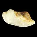To Conchology (Arca avellana)