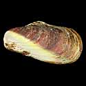 To Conchology (Modiolus auriculatus BICOLORED)