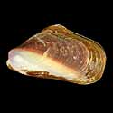 To Conchology (Modiolus auriculatus BICOLORED)