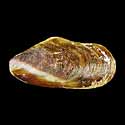 To Conchology (Modiolus auriculatus BICOLORED)